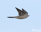 Common Cuckoo (Cuculus canorus)