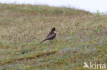 Ring Ouzel (Turdus torquatus)