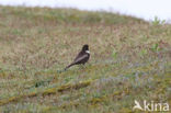 Beflijster (Turdus torquatus)