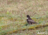 Ring Ouzel (Turdus torquatus)