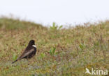 Ring Ouzel (Turdus torquatus)