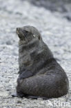 Antarctic Fur Seal (Arctocephalus gazella)