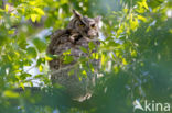 Amerikaanse Oehoe (Bubo virginianus)