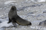 Antarctische pelsrob (Arctocephalus gazella)