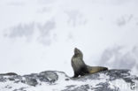 Antarctische pelsrob (Arctocephalus gazella)