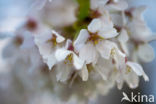 Cherry (Prunus spec)