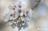 Cherry (Prunus spec)