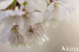 Cherry (Prunus spec)