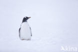 Gentoo penguin (Pygoscelis  papua)