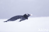 Gentoo penguin (Pygoscelis  papua)