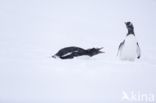 Ezelspinguin (Pygoscelis  papua)