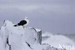 Kelpmeeuw (Larus dominicanus)