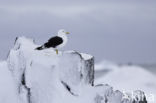 Kelpmeeuw (Larus dominicanus)