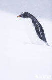 Gentoo penguin (Pygoscelis  papua)