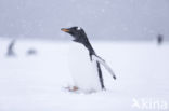 Gentoo penguin (Pygoscelis  papua)