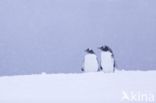 Gentoo penguin (Pygoscelis  papua)