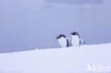 Ezelspinguin (Pygoscelis  papua)