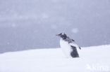 Gentoo penguin (Pygoscelis  papua)