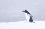 Gentoo penguin (Pygoscelis  papua)