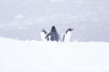 Ezelspinguin (Pygoscelis  papua)