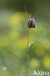 Fritillary (Fritillaria spec)