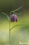 Kievitsbloem (Fritillaria spec)