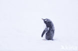 Gentoo penguin (Pygoscelis  papua)