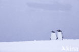 Gentoo penguin (Pygoscelis  papua)