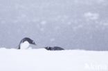 Ezelspinguin (Pygoscelis  papua)