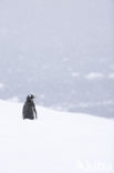 Gentoo penguin (Pygoscelis  papua)