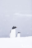 Gentoo penguin (Pygoscelis  papua)