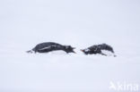 Gentoo penguin (Pygoscelis  papua)