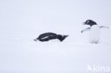 Ezelspinguin (Pygoscelis  papua)