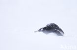 Gentoo penguin (Pygoscelis  papua)