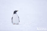 Gentoo penguin (Pygoscelis  papua)