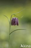 Kievitsbloem (Fritillaria spec)