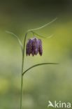 Kievitsbloem (Fritillaria spec)