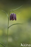 Fritillary (Fritillaria spec)