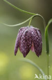 Kievitsbloem (Fritillaria spec)