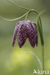 Kievitsbloem (Fritillaria spec)