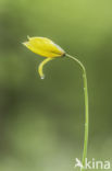 Wild Tulip (Tulipa sylvestris)