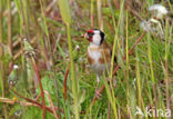 European Goldfinch (Carduelis carduelis)