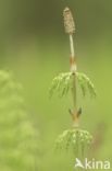 Wood Horsetail (Equisetum sylvaticum)