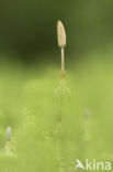 Wood Horsetail (Equisetum sylvaticum)
