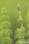 Wood Horsetail (Equisetum sylvaticum)