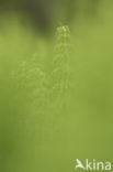 Wood Horsetail (Equisetum sylvaticum)