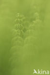 Wood Horsetail (Equisetum sylvaticum)