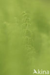 Bospaardenstaart (Equisetum sylvaticum)