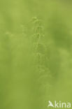 Wood Horsetail (Equisetum sylvaticum)