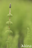 Wood Horsetail (Equisetum sylvaticum)